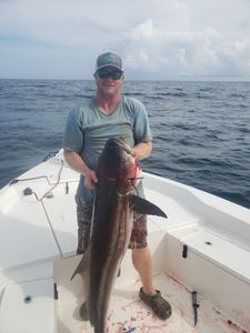 Cobia at Pensacola Bay