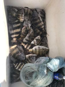 An Ice Box Full Of Sheepshead, FL