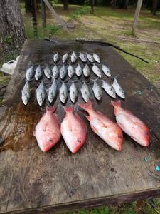 Red Snapper in Florida