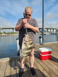 Sheepshead for today