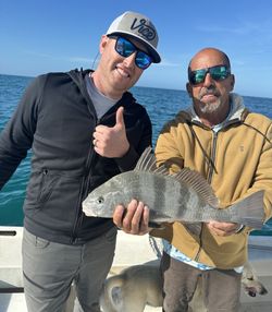 Black drum catch during fishing charter in Englewood FL