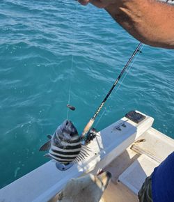 Sheepshead fish caught on fishing line from boat in Englewood FL waters