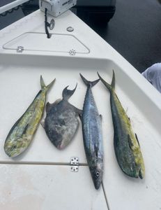 4 king mackerel and grey triggerfish caught in FL