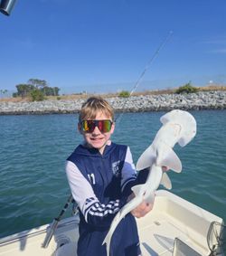 Bonnethead shark caught while fishing in Orlando