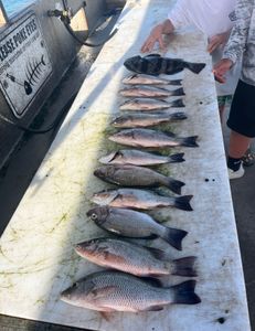 9 mangrove red snapper, grey snapper, and bluegill fish in Orlando, Florida