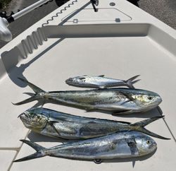 Four Spanish Mackerel caught in FL