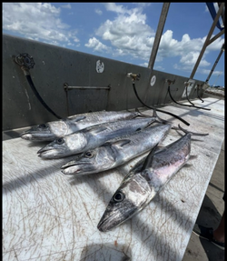 Two little tunny and king mackerel fish caught in Orlando