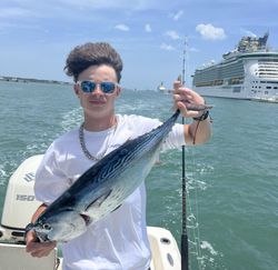 A single little tunny fish caught in FL while fishing