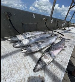 Two little tunny fish caught in Orlando