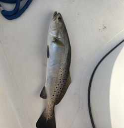 Spotted Weakfish fishing in FL