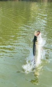One fishing rod in the water against a Florida backdrop