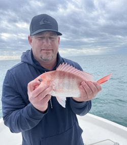 A fisherman holding a sheepshead fish in FL