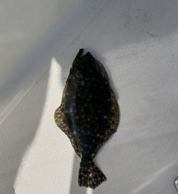 Summer flounder caught while fishing in FL