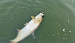 Tarpon fish caught while fishing in FL