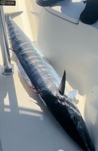 Wahoo fish caught while fishing in FL