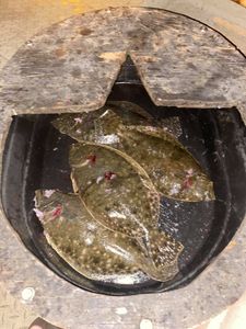 Flounder and fun—unforgettable day on the water! 