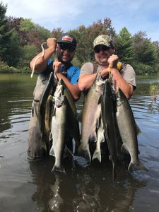 Three coho salmon, rainbow trout, and chinook salmon caught fishing in MI