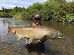 Chinook Salmon caught in MI