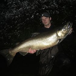 Chinook Salmon caught in Stanwood