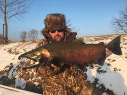 Coho Salmon, a 32-inch fish, caught in Stanwood