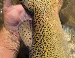 Fishing in MI