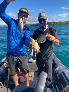 2 grey snapper fish caught in MI