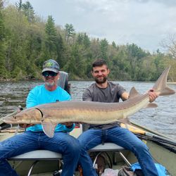 A big lake sturgeon caught by two people in Michigan