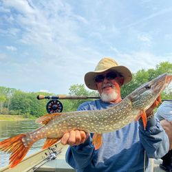 A Northern Pike, a 27-inch freshwater fish, being caught while fishing in MI.