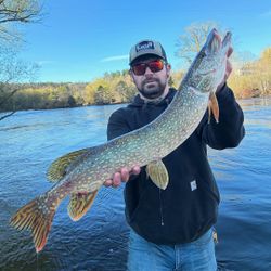 Northern pike caught while fishing in Stanwood MI