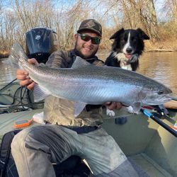 Photograph of a 32-inch pink salmon caught in Stanwood