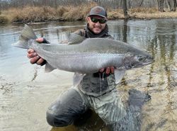 A stunning pink salmon caught in Stanwood