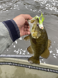Nice smallmouth bass on the fly today!