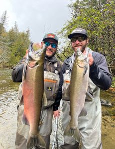Two rainbow trout and coho salmon fish caught in MI