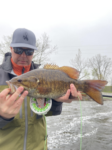 Nice warmouth on the fly! Perfect day on the water in Stanwood.