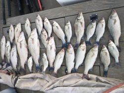 Ozarks Fishing, MO