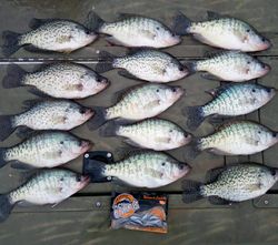 Crappie Fishing In Missouri