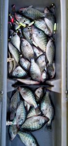 Arctic Grayling fish in Warsaw