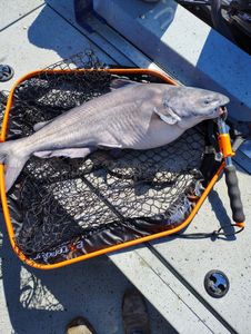 Blue Catfish caught while fishing in Warsaw