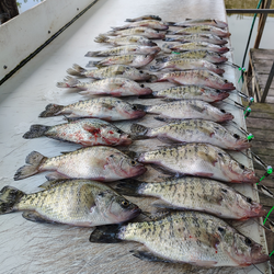 Crappie bonanza! 11 white crappies blasted today in Warsaw's stormy afternoon.