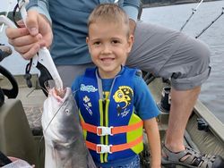 One white catfish caught while fishing in Warsaw