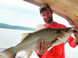 Wiper (hybrid striped bass) fish caught in Warsaw
