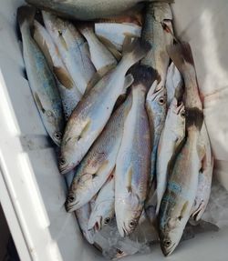 6 fish caught during a fishing trip in Corpus Christi