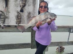 Black drum catch displayed on fishing boat in Corpus Christi TX