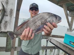 Black drum caught during fishing trip in Corpus Christi TX
