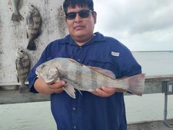 Black drum fish caught during fishing charter in Corpus Christi TX with additional catch displayed on boat deck