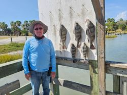 5 black drum fish caught during fishing tours in Corpus Christi