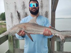 Blacktip shark caught during fishing charter in Corpus Christi TX