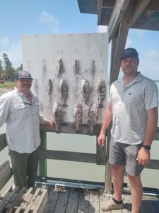 Black drum fishing catch displayed on cleaning station in Corpus Christi TX