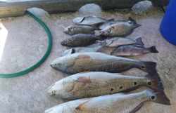 Five redfish and grey snappers caught in Corpus Christi