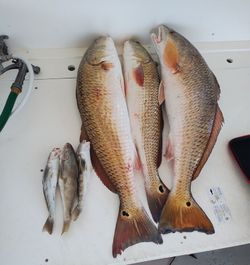 Two redfish caught in Corpus Christi